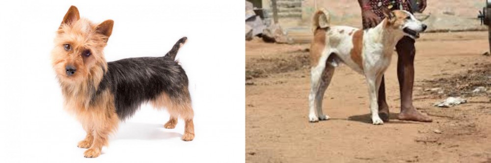 Pandikona vs Australian Terrier - Breed Comparison