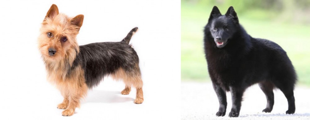 Schipperke vs Australian Terrier - Breed Comparison