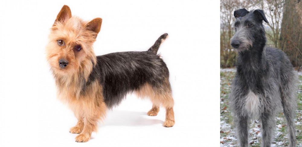 Scottish Deerhound vs Australian Terrier - Breed Comparison