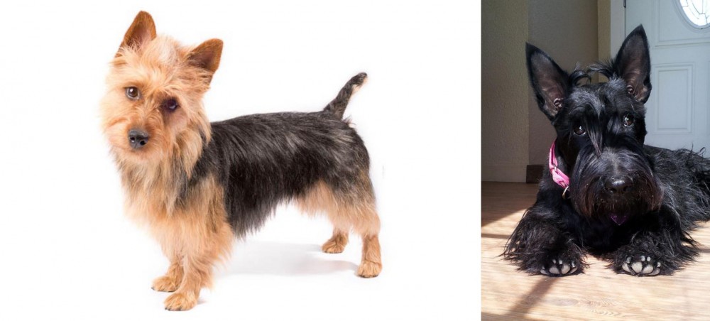 Scottish Terrier vs Australian Terrier - Breed Comparison