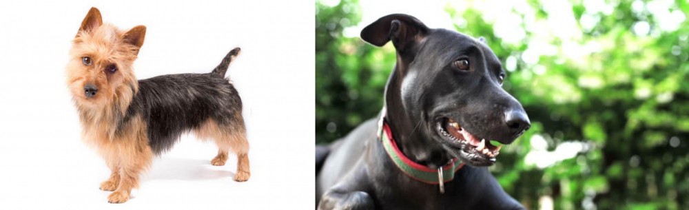 Shepard Labrador vs Australian Terrier - Breed Comparison