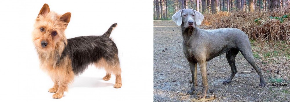 Slovensky Hrubosrsty Stavac vs Australian Terrier - Breed Comparison