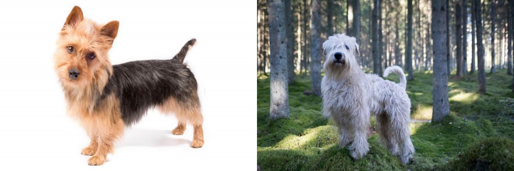Soft-Coated Wheaten Terrier vs Australian Terrier - Breed Comparison
