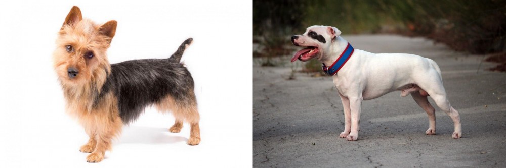 Staffordshire Bull Terrier vs Australian Terrier - Breed Comparison