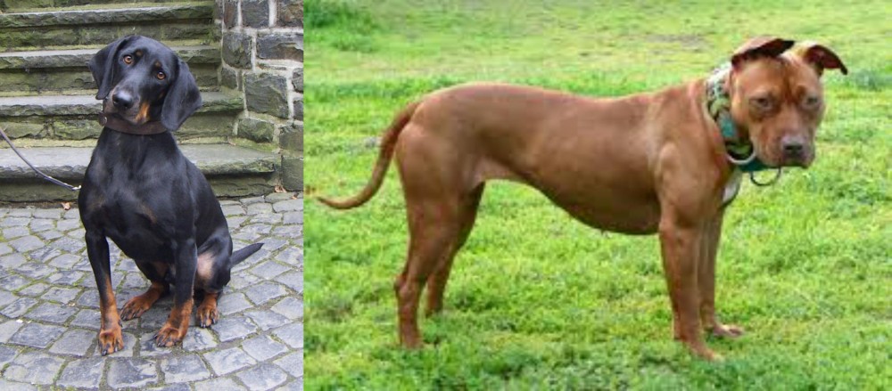 American Pit Bull Terrier vs Austrian Black and Tan Hound - Breed Comparison