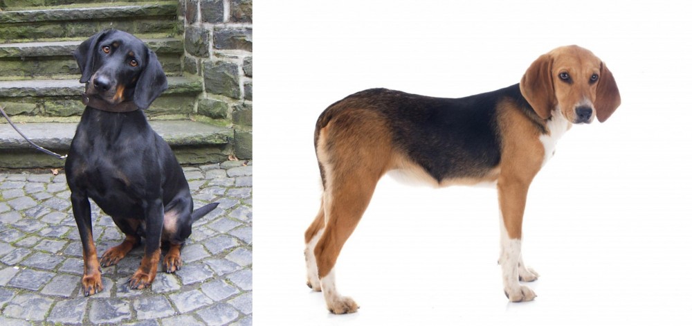 Beagle-Harrier vs Austrian Black and Tan Hound - Breed Comparison