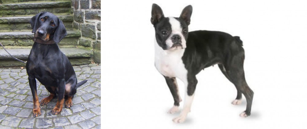 Boston Terrier vs Austrian Black and Tan Hound - Breed Comparison