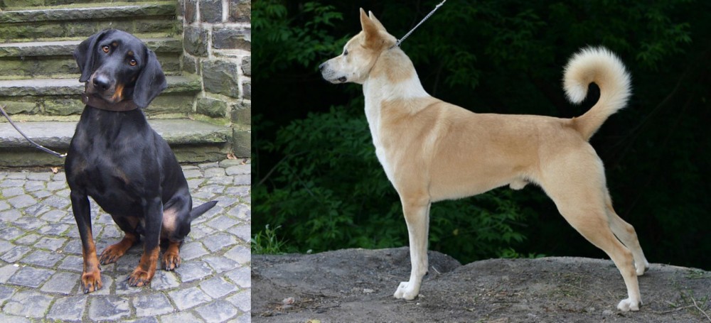 Canaan Dog vs Austrian Black and Tan Hound - Breed Comparison