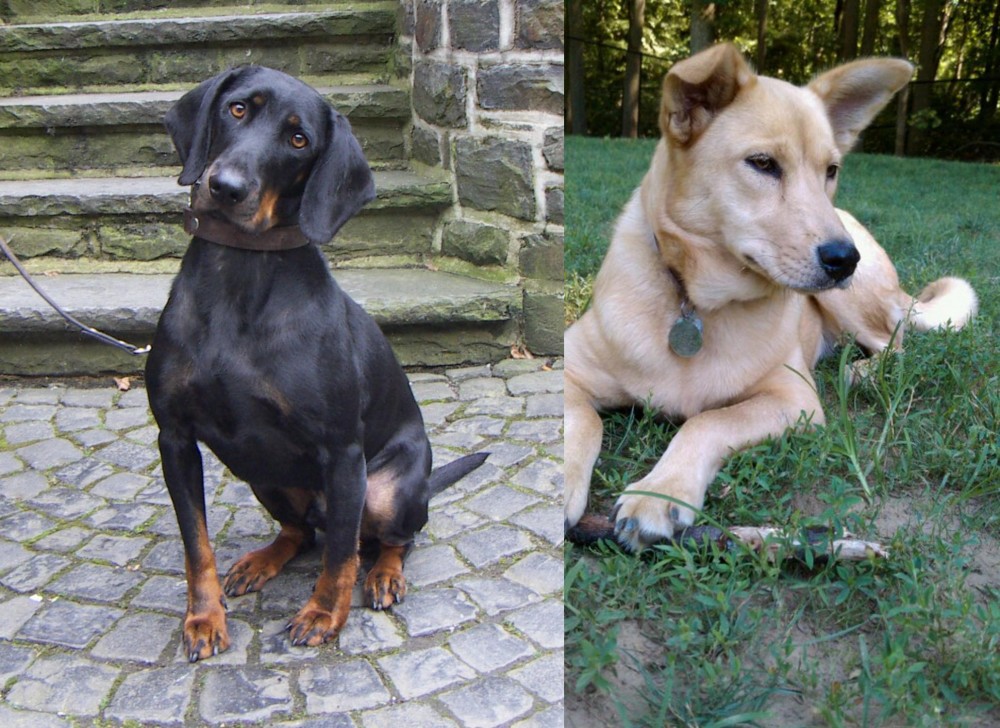 Carolina Dog vs Austrian Black and Tan Hound - Breed Comparison