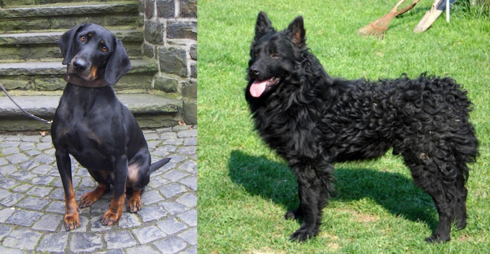 Croatian Sheepdog vs Austrian Black and Tan Hound - Breed Comparison