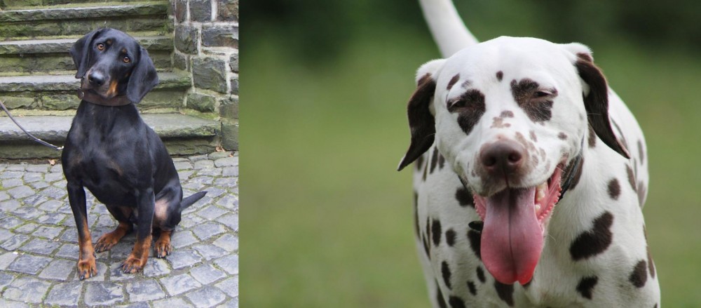 Dalmatian vs Austrian Black and Tan Hound - Breed Comparison