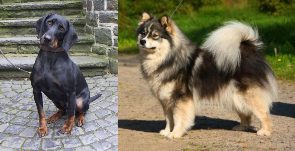 Finnish Lapphund vs Austrian Black and Tan Hound - Breed Comparison