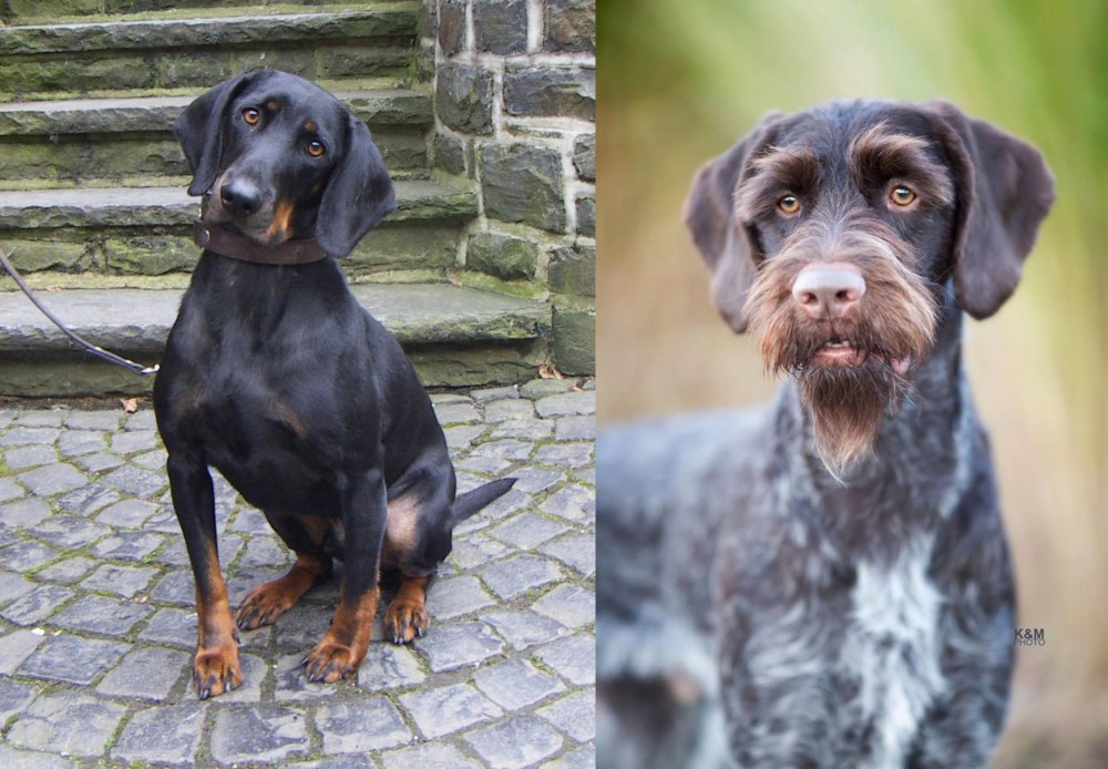 German Wirehaired Pointer vs Austrian Black and Tan Hound - Breed Comparison