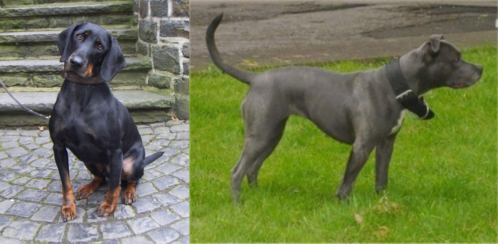 Irish Bull Terrier vs Austrian Black and Tan Hound - Breed Comparison