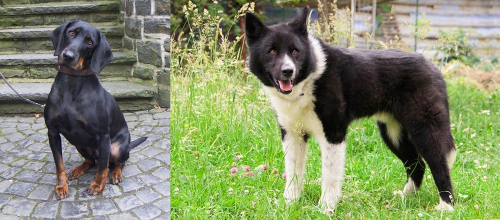 Karelian Bear Dog vs Austrian Black and Tan Hound - Breed Comparison