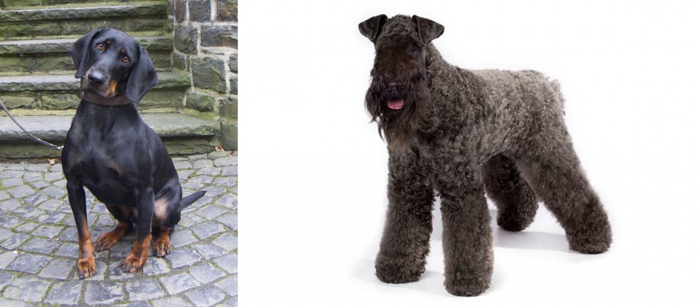Kerry Blue Terrier vs Austrian Black and Tan Hound - Breed Comparison