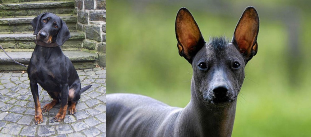 Mexican Hairless vs Austrian Black and Tan Hound - Breed Comparison