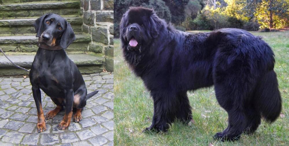 Newfoundland Dog vs Austrian Black and Tan Hound - Breed Comparison
