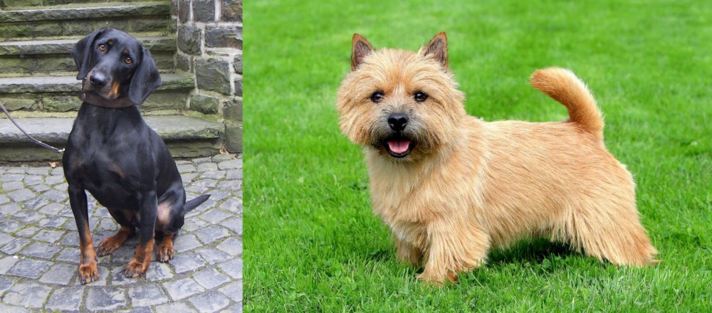 Norwich Terrier vs Austrian Black and Tan Hound - Breed Comparison