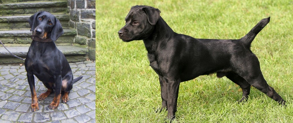 Patterdale Terrier vs Austrian Black and Tan Hound - Breed Comparison