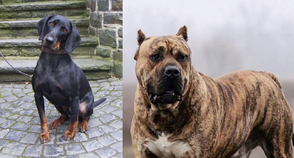 Perro de Presa Canario vs Austrian Black and Tan Hound - Breed Comparison