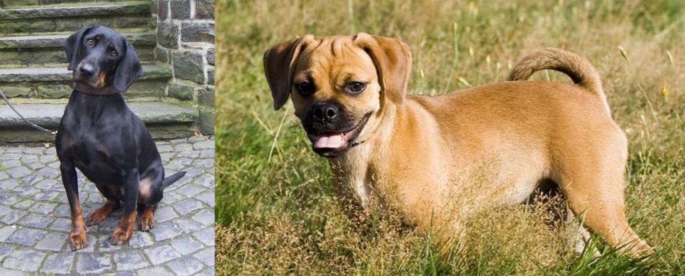 Puggle vs Austrian Black and Tan Hound - Breed Comparison