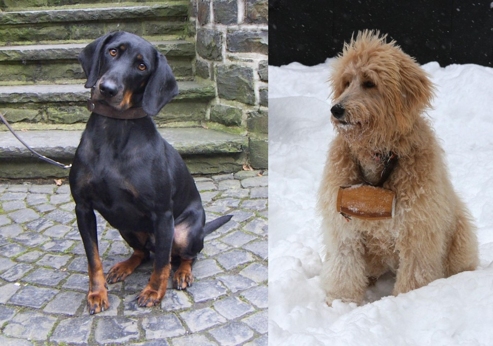 Pyredoodle vs Austrian Black and Tan Hound - Breed Comparison