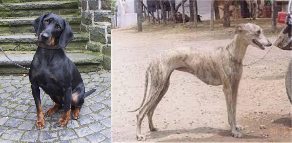 Rampur Greyhound vs Austrian Black and Tan Hound - Breed Comparison