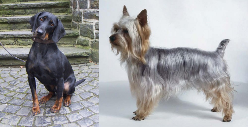 Silky Terrier vs Austrian Black and Tan Hound - Breed Comparison