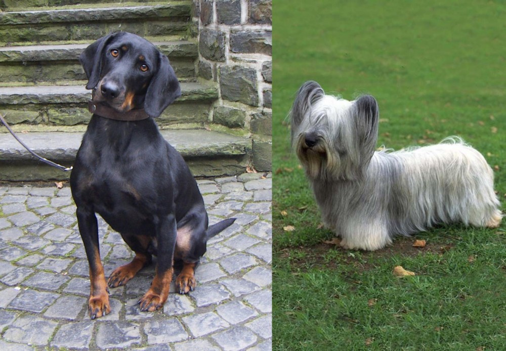 Skye Terrier vs Austrian Black and Tan Hound - Breed Comparison