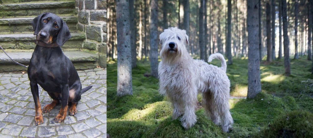 Soft-Coated Wheaten Terrier vs Austrian Black and Tan Hound - Breed Comparison