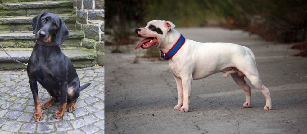 Staffordshire Bull Terrier vs Austrian Black and Tan Hound - Breed Comparison