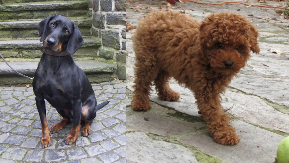 Toy Poodle vs Austrian Black and Tan Hound - Breed Comparison