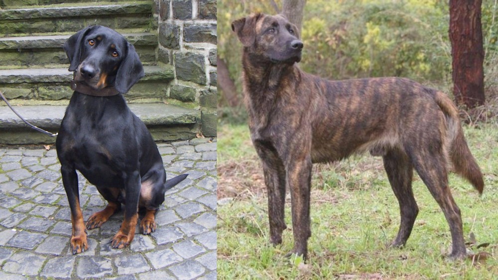 Treeing Tennessee Brindle vs Austrian Black and Tan Hound - Breed Comparison