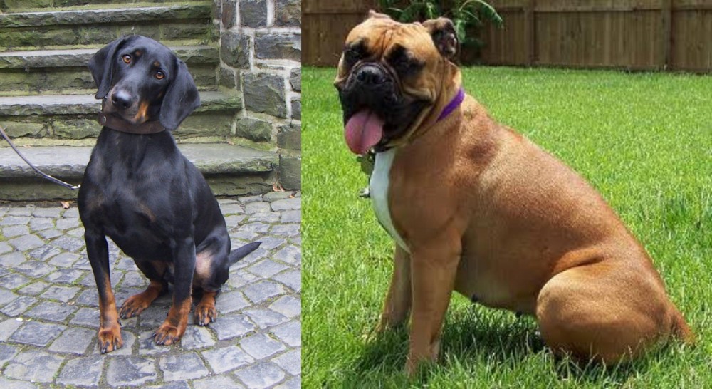 Valley Bulldog vs Austrian Black and Tan Hound - Breed Comparison