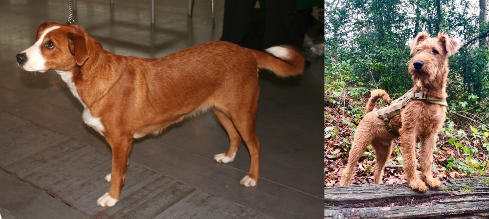 Irish Terrier vs Austrian Pinscher - Breed Comparison