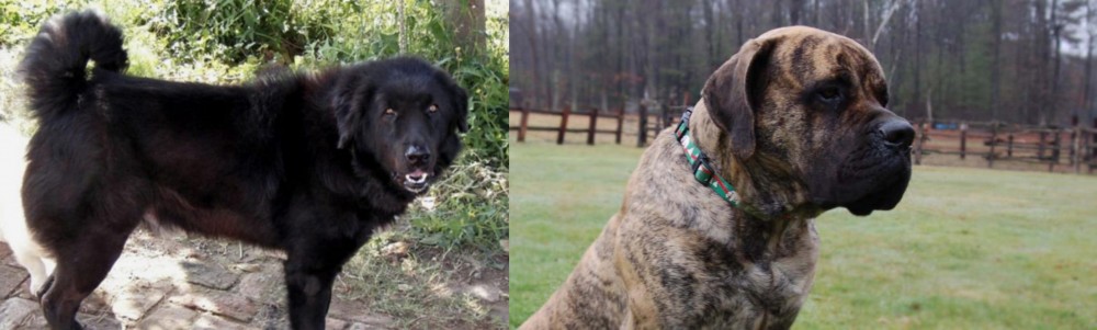 American Mastiff vs Bakharwal Dog - Breed Comparison