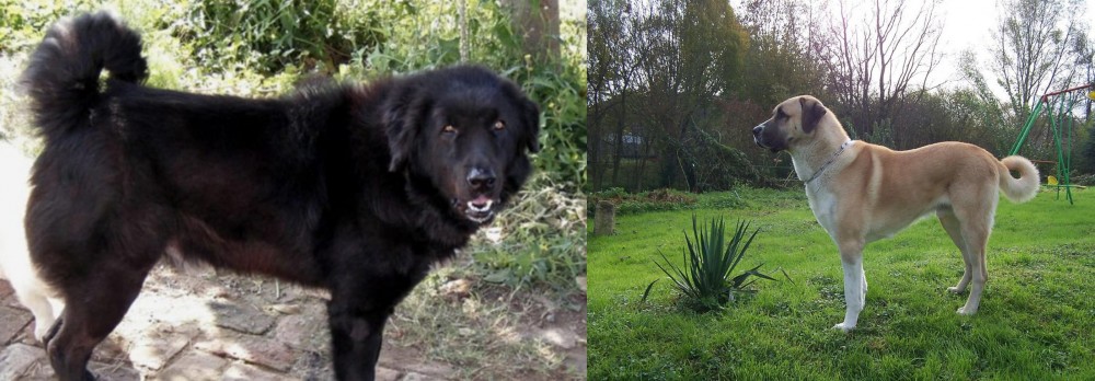 Anatolian Shepherd vs Bakharwal Dog - Breed Comparison