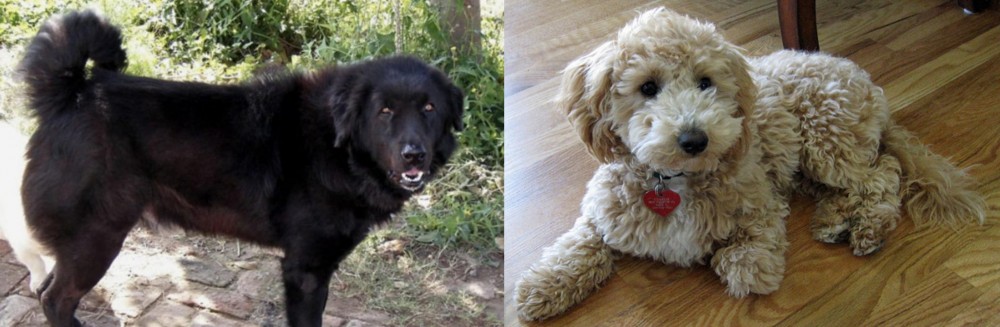 Bichonpoo vs Bakharwal Dog - Breed Comparison