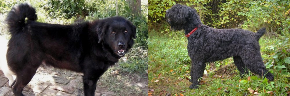Black Russian Terrier vs Bakharwal Dog - Breed Comparison