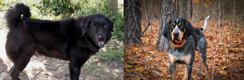 Bluetick Coonhound vs Bakharwal Dog - Breed Comparison