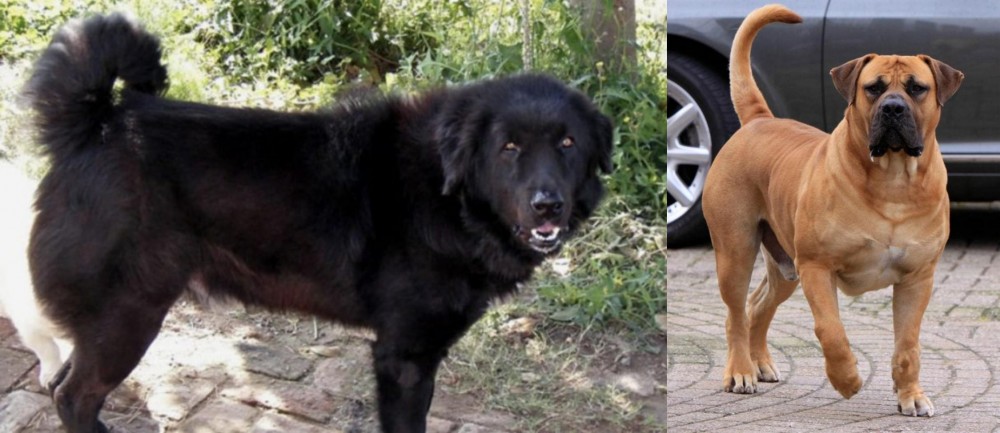 Boerboel vs Bakharwal Dog - Breed Comparison