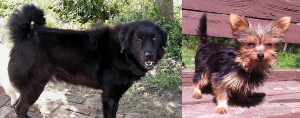 Chorkie vs Bakharwal Dog - Breed Comparison