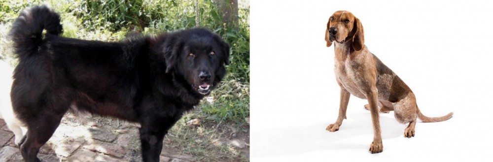 Coonhound vs Bakharwal Dog - Breed Comparison