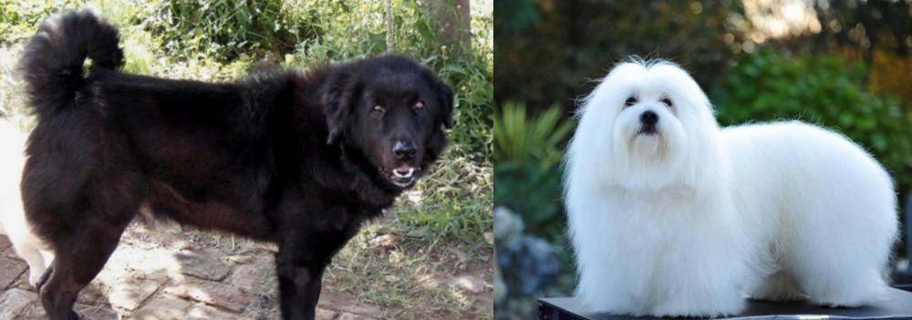 Coton De Tulear vs Bakharwal Dog - Breed Comparison