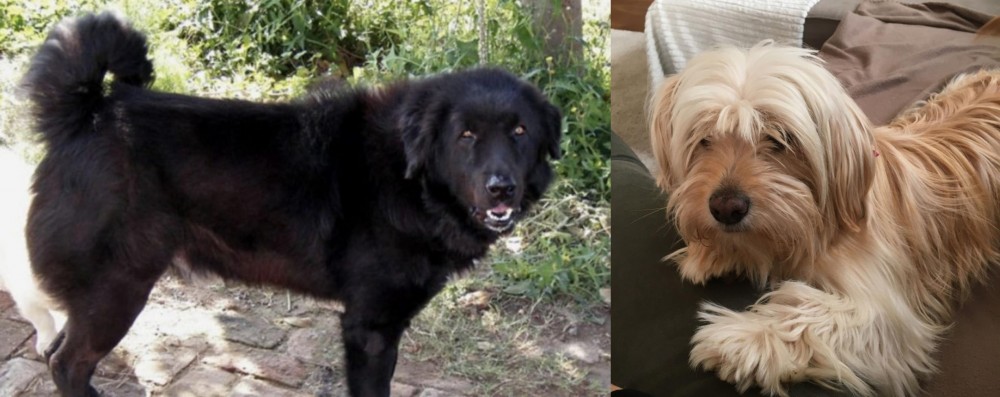 Cyprus Poodle vs Bakharwal Dog - Breed Comparison