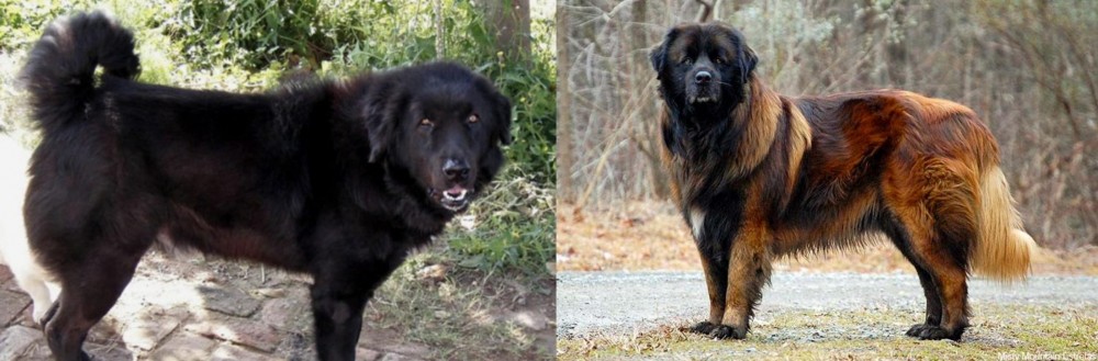 Estrela Mountain Dog vs Bakharwal Dog - Breed Comparison