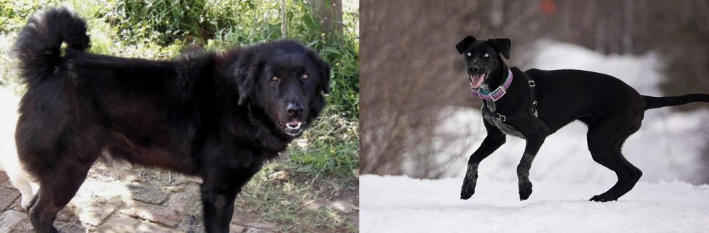 Eurohound vs Bakharwal Dog - Breed Comparison