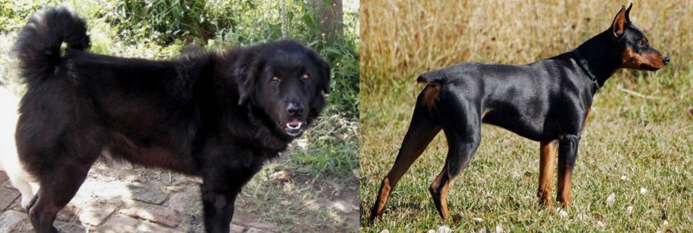 German Pinscher vs Bakharwal Dog - Breed Comparison