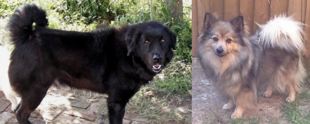 German Spitz (Mittel) vs Bakharwal Dog - Breed Comparison